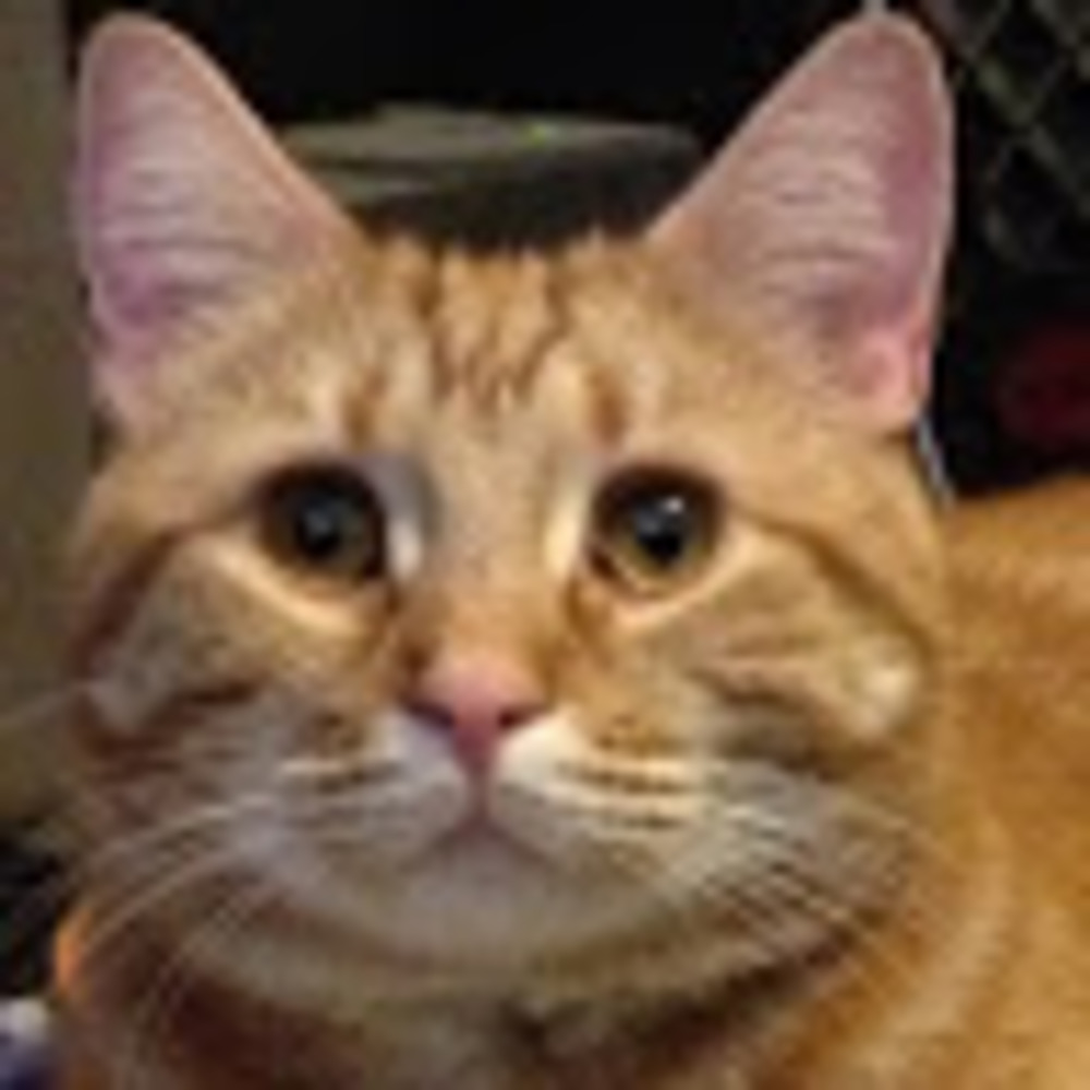 Meet your Posher, Hanna